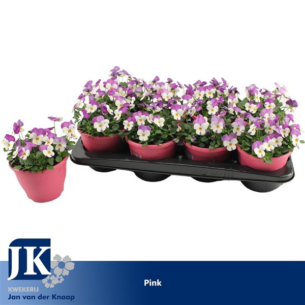 <h4>Viola Cornuta Pink</h4>