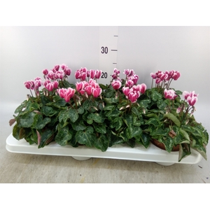Cyclamen KL 'Compact Fuji'