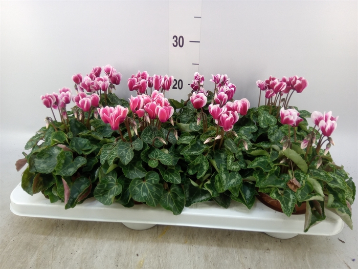<h4>Cyclamen KL 'Compact Fuji'</h4>