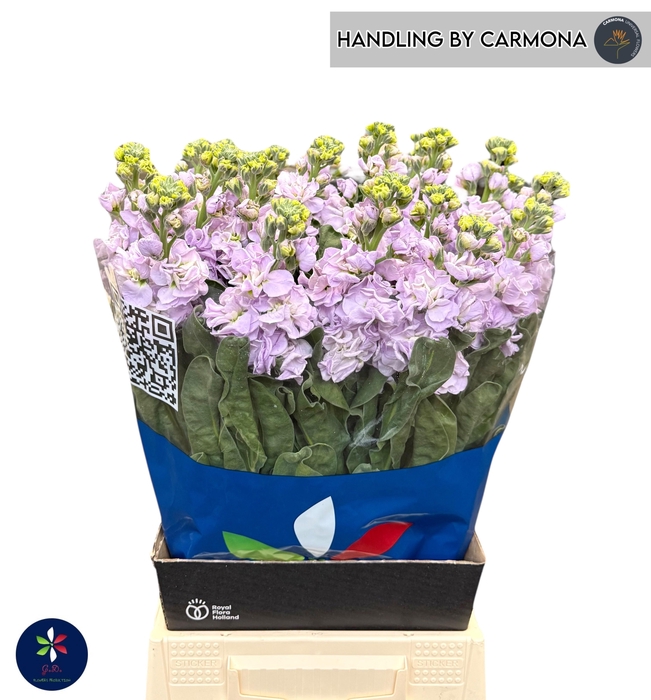 <h4>MATTH IRON MARINE</h4>