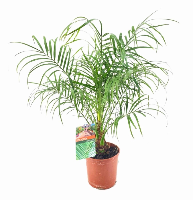 <h4>Phoenix roebelenii</h4>