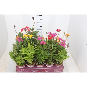 ORQUIDEA EPIDENDRUM P12