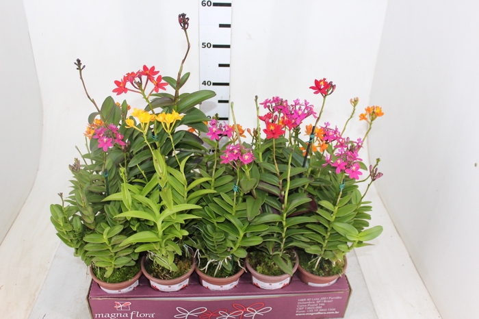 ORQUIDEA EPIDENDRUM P12
