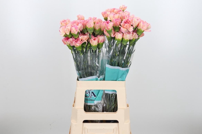 <h4>Dian St Gioia</h4>