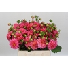 Dahlia Doris Duke