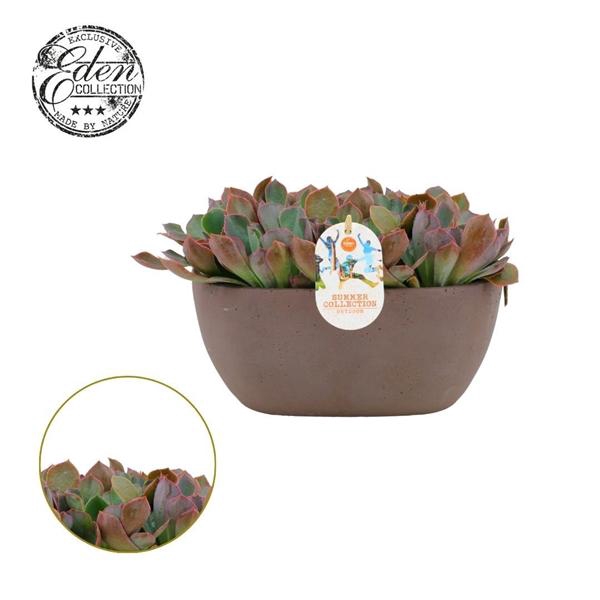 <h4>Echeveria Rosy Frills 25cm Summer Collection</h4>