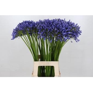 Agapanthus Dr Brouwer