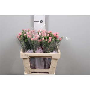 Di Tr Rascal Pink