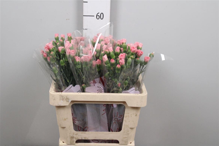 <h4>Di Tr Rascal Pink</h4>