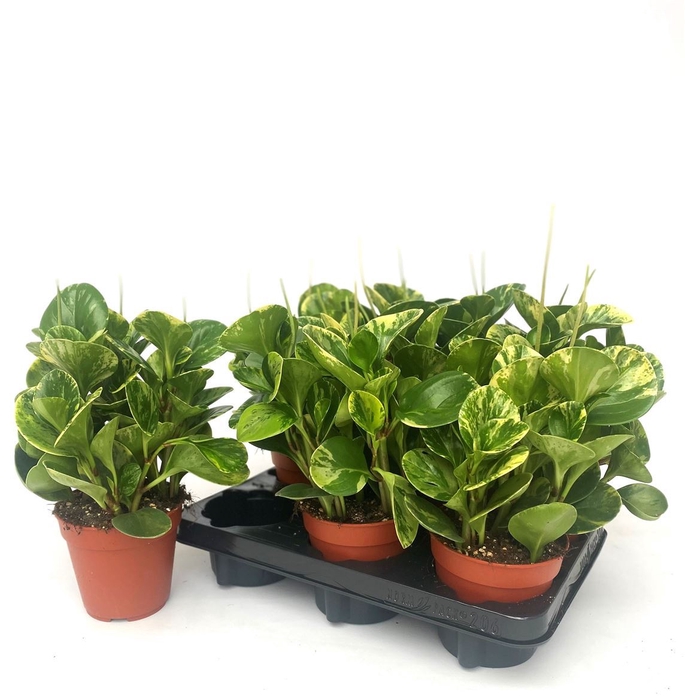 <h4>Peperomia</h4>