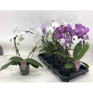 PHAL GEM