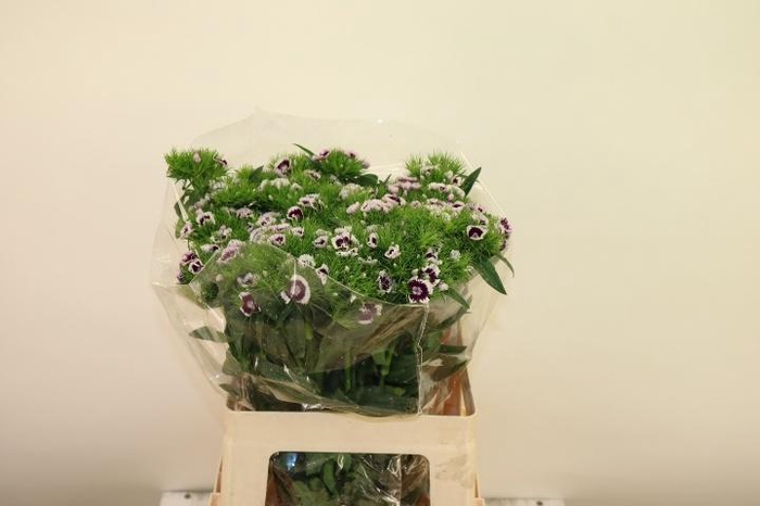 <h4>DI BARB KING BRE</h4>