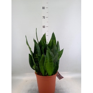 Sansevieria trifa. 'Black Coral'