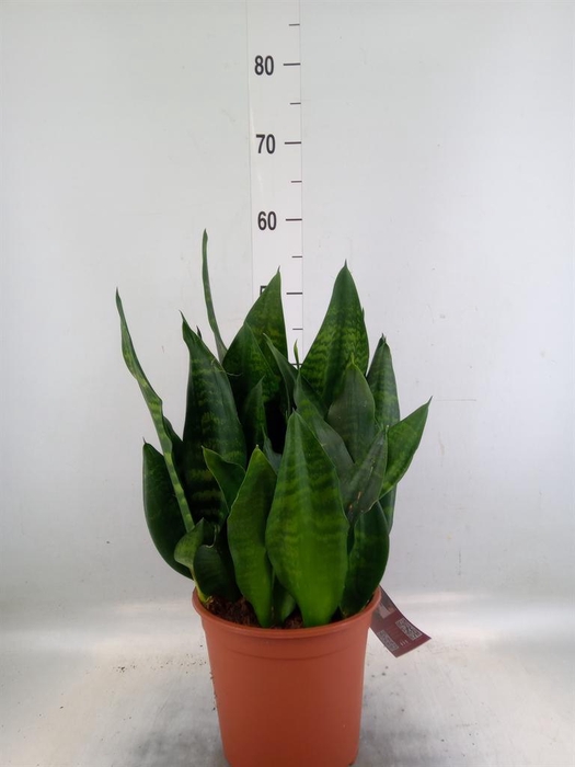 <h4>Sansevieria trifa. 'Black Coral'</h4>