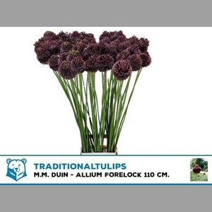 Allium Forelock