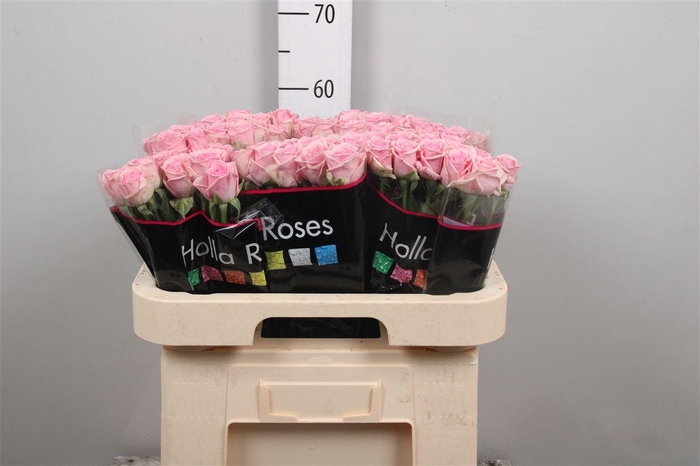 <h4>R Gr Heaven!</h4>