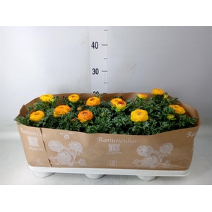 Ranunculus  'Sprinkles Red-Yellow'