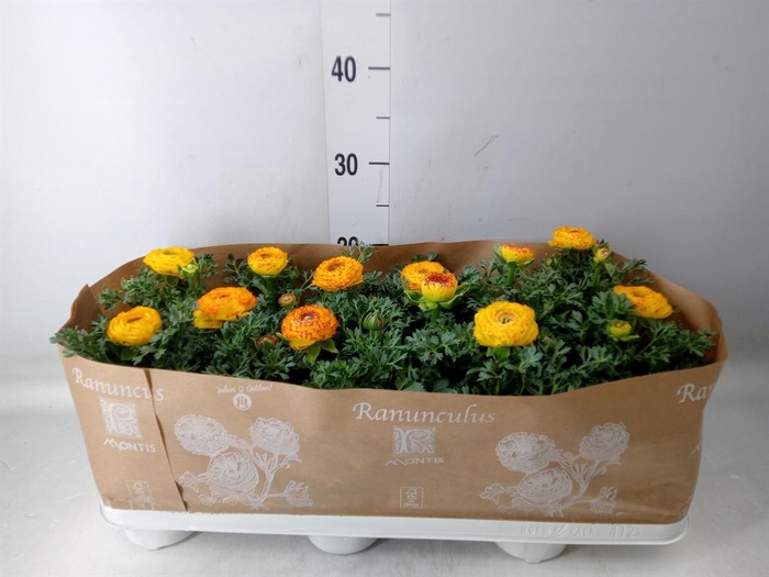 <h4>Ranunculus  'Sprinkles Red-Yellow'</h4>