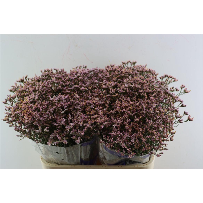 <h4>Lim Sin Pink Activa (parfumed)</h4>