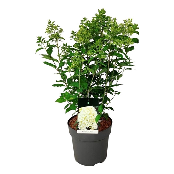 <h4>Hydrangea pan. 'Skyfall' ®</h4>