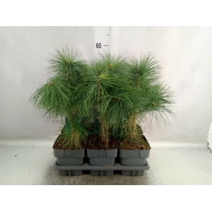 Pinus strobus