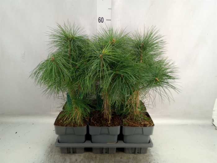 Pinus strobus