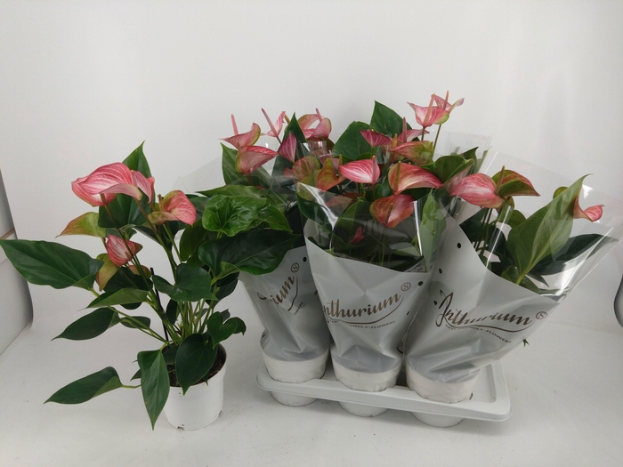 <h4>ANTHU A LIVIUM RED</h4>