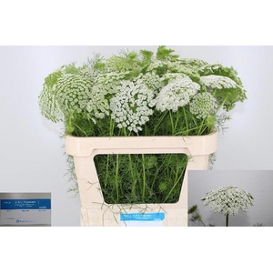 AMMI VIS CASABLANCA