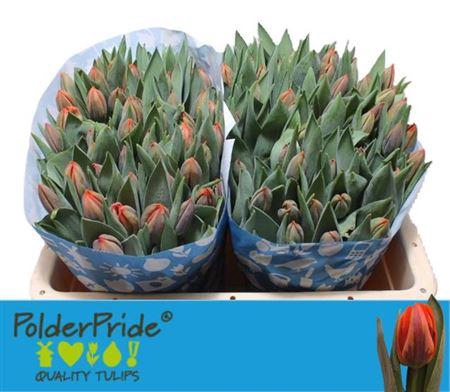 <h4>Tu En Hermitage</h4>