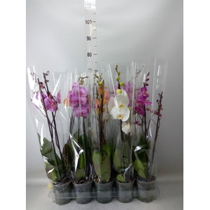 Phalaenopsis   ...mix  5