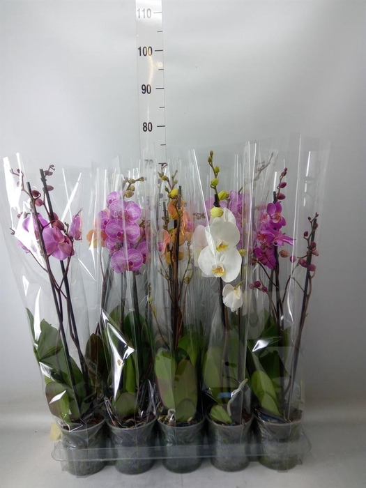 <h4>Phalaenopsis   ...mix  5</h4>