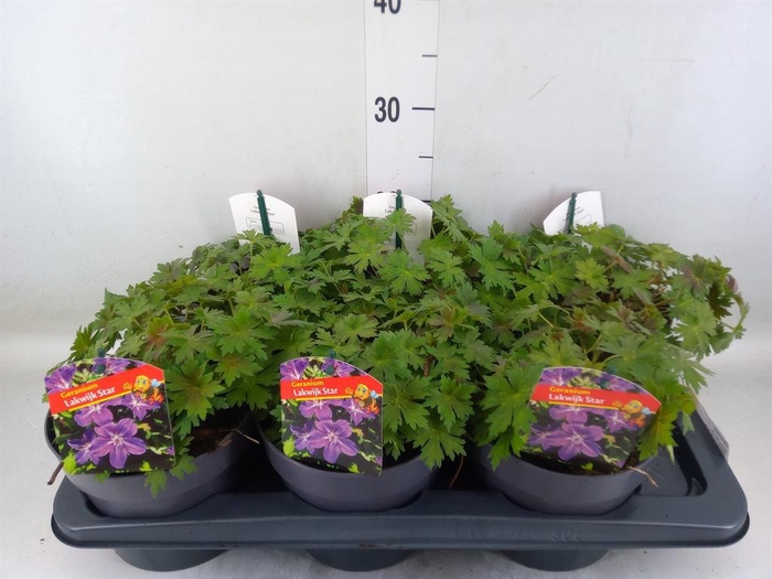 <h4>Geranium   ...</h4>