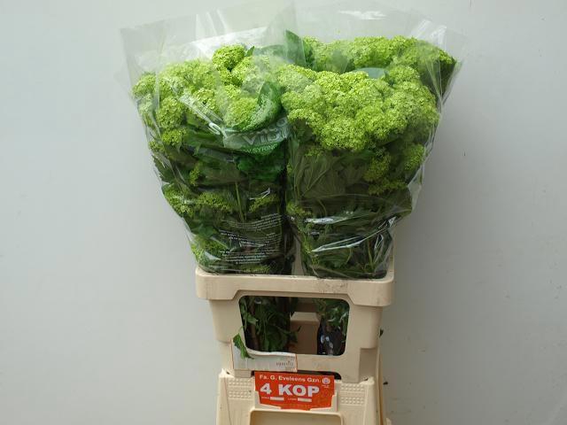 <h4>VIBURNUM ROSEUM ST</h4>