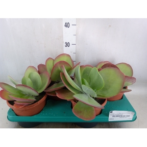 Kalanchoe NF thyrsiflora