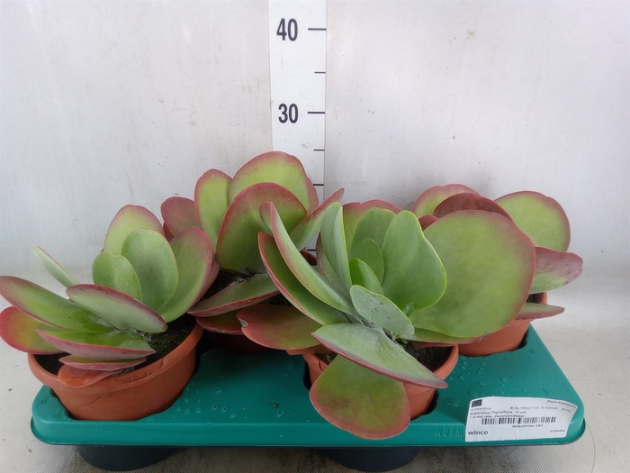 <h4>Kalanchoe NF thyrsiflora</h4>