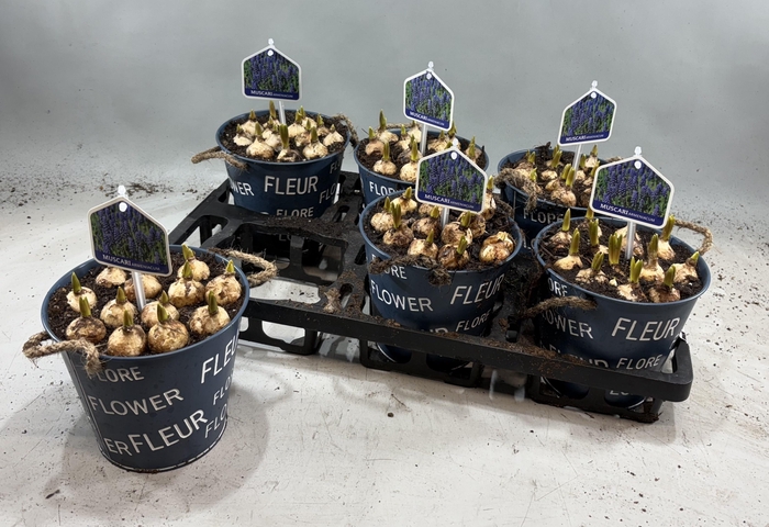 Arr Muscari In Zinken Pot