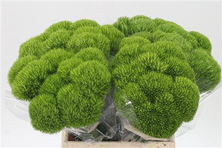 <h4>Di Barb Kiwi Mellow</h4>