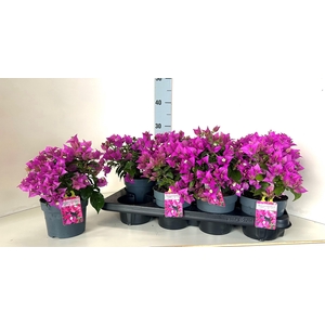 BOUGAINV ELISABETH