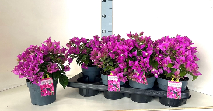 <h4>BOUGAINV ELISABETH</h4>