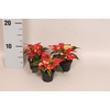Poinsettia 6  cm Christmas Feelings® Glitter 2/4 kopper