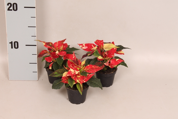 Poinsettia 6  cm Christmas Feelings® Glitter 2/4 kopper