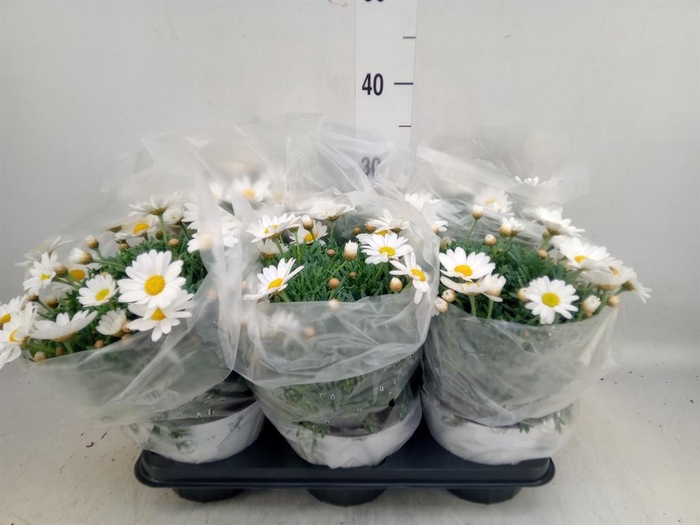<h4>Argyranthemum   ...</h4>