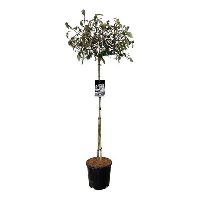 <h4>Viburnum 'Eskimo'</h4>