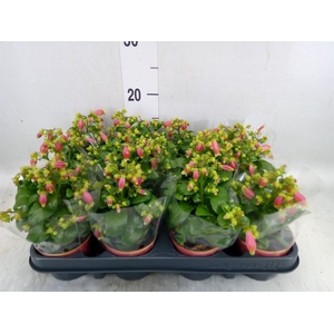 Kalanchoe HG 'Dream Bells'