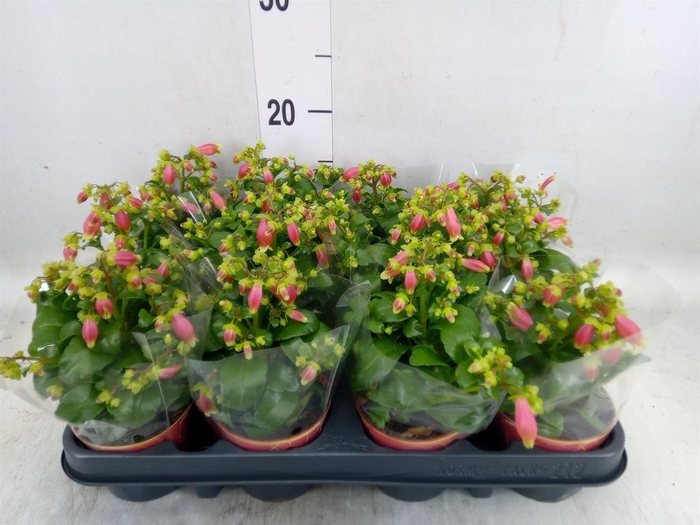 <h4>Kalanchoe HG 'Dream Bells'</h4>
