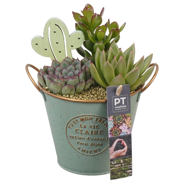 <h4>PTSU8509 Arrangement Succulenten in metaal potje</h4>