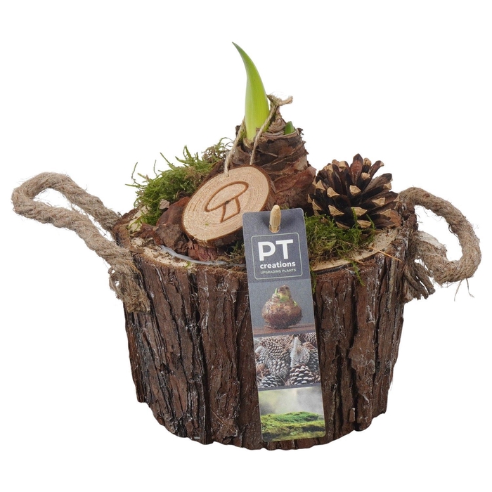 <h4>Arr.  Hippeastrum  L%</h4>