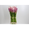 Zantedeschia Eydolls Purple Pink