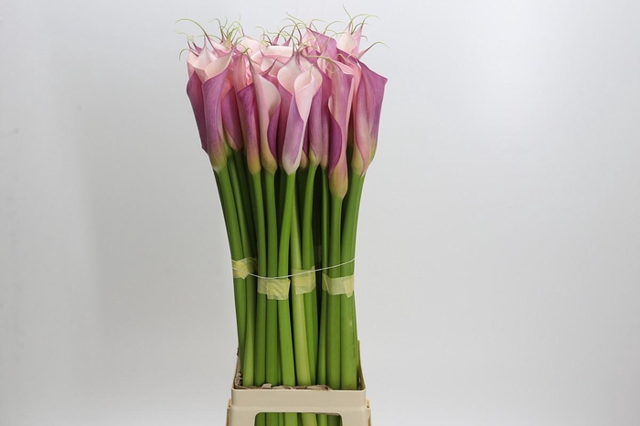 <h4>Zantedeschia Eydolls Purple Pink</h4>