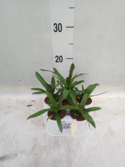 <h4>Aechmea   ...</h4>